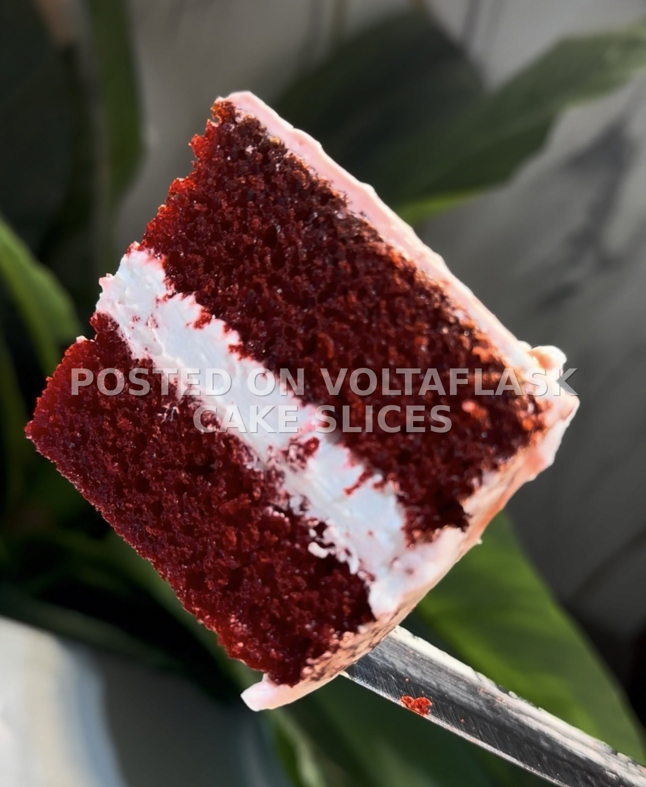 Cake slices
